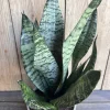 Large Sansevieria Futura Robusta in 6” pot - Image 1