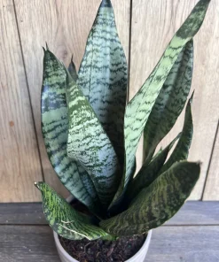 Large Sansevieria Futura Robusta in 6” pot - Image 1