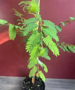 Large Tamarind tree, Tamarindus indica in 3 gallonS Pot, Pohon Asem - Image 2
