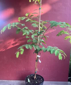 Large Tamarind tree, Tamarindus indica in 3 gallonS Pot, Pohon Asem - Image 3