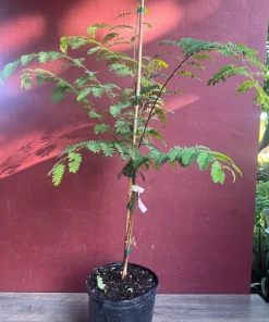 Large Tamarind tree, Tamarindus indica in 3 gallonS Pot, Pohon Asem - Image 4