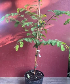 Large Tamarind tree, Tamarindus indica in 3 gallonS Pot, Pohon Asem - Image 5