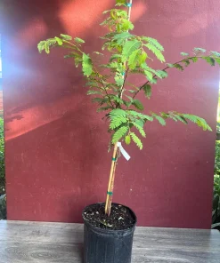 Large Tamarind tree, Tamarindus indica in 3 gallonS Pot, Pohon Asem - Image 6