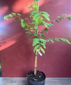 Large Tamarind tree, Tamarindus indica in 3 gallonS Pot, Pohon Asem - Image 7