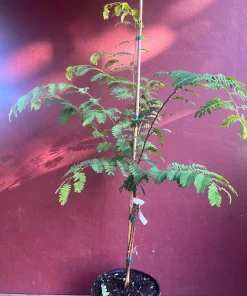 Large Tamarind tree, Tamarindus indica in 3 gallonS Pot, Pohon Asem - Image 8