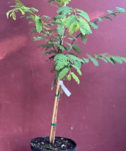 Large Tamarind tree, Tamarindus indica in 3 gallonS Pot, Pohon Asem - Image 9