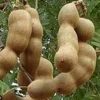 Large Tamarind tree, Tamarindus indica in 3 gallonS Pot, Pohon Asem - Image 1