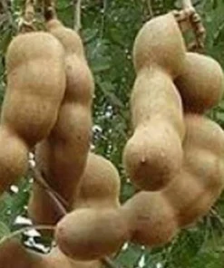Large Tamarind tree, Tamarindus indica in 3 gallonS Pot, Pohon Asem - Image 1