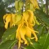 Large Ylang Ylang tree in 10 " Pot, Cananga Odorata - Image 1