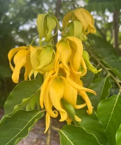 Large Ylang Ylang tree in 10 