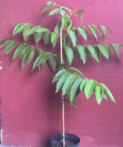 Large Ylang Ylang tree in 10 