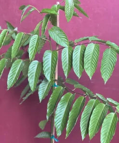 Large Ylang Ylang tree in 10 