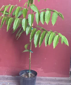 Large Ylang Ylang tree in 10 