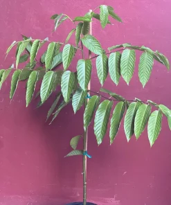 Large Ylang Ylang tree in 10 
