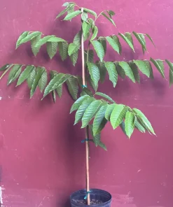Large Ylang Ylang tree in 10 
