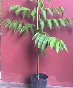 Large Ylang Ylang tree in 10 