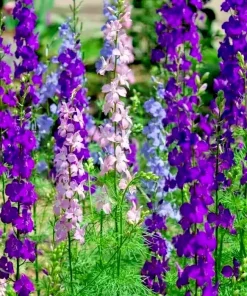 Larkspur Rocket Mix Seeds - 200+ Purple & White Annual Flower Seeds for Garden - Image 1