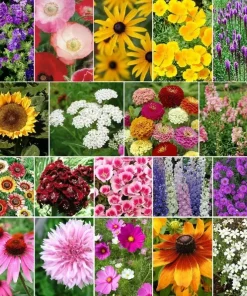 Late Bloomer Wildflower Mix Seeds - 35+ Autumn Flowers, Fall Bloom, Multicolor, Outdoor - Image 2