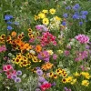 Late Bloomer Wildflower Mix Seeds - 35+ Autumn Flowers, Fall Bloom, Multicolor, Outdoor - Image 1