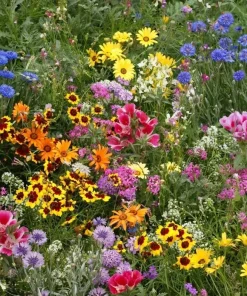 Late Bloomer Wildflower Mix Seeds - 35+ Autumn Flowers, Fall Bloom, Multicolor, Outdoor - Image 1