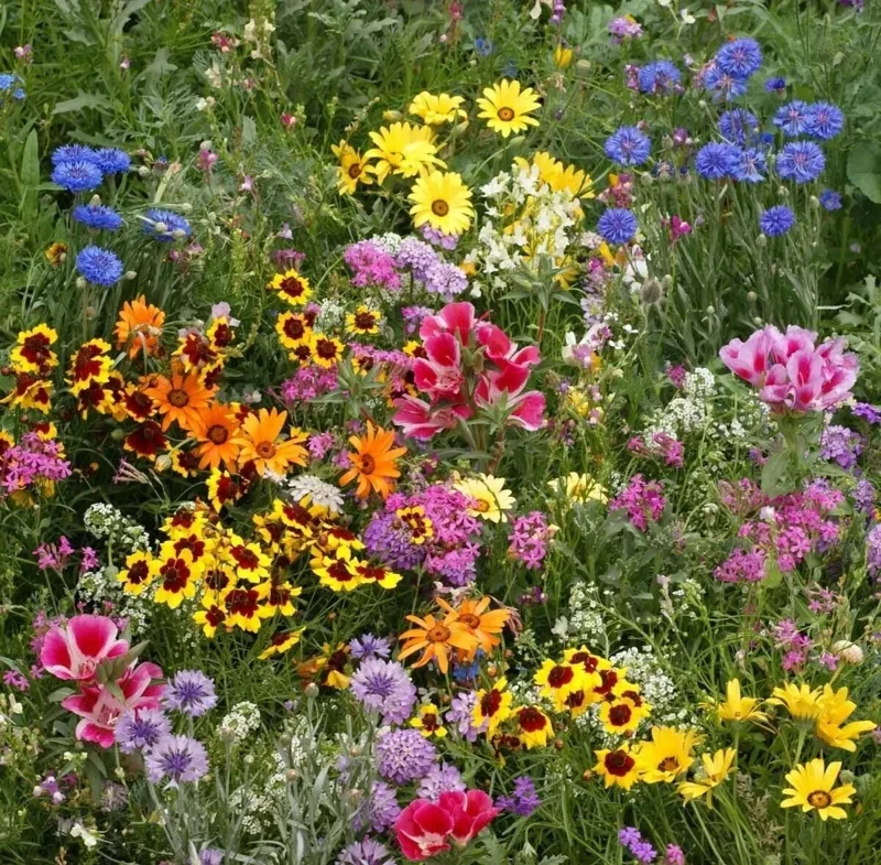 Late Bloomer Wildflower Mix Seeds - 35+ Autumn Flowers, Fall Bloom, Multicolor, Outdoor - Image 1