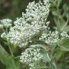 Late Boneset Live Plant – Native Perennial Starter Plugs – 10-Pack - Image 1