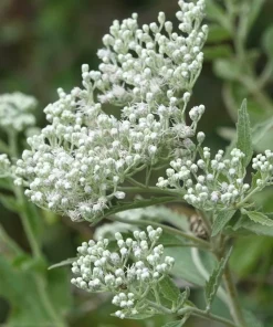 Late Boneset Live Plant – Native Perennial Starter Plugs – 10-Pack - Image 1