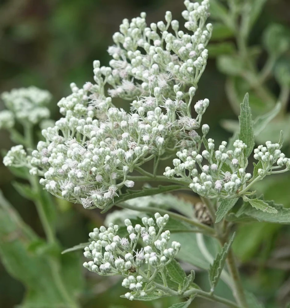 Late Boneset Live Plant – Native Perennial Starter Plugs – 10-Pack - Image 1