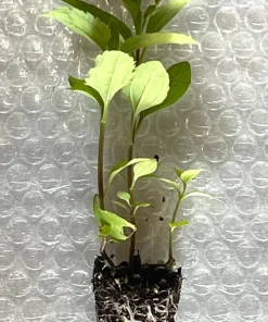 Late Boneset Live Plant - Starter Plugs (5-Pack) - Native Perennial - Image 3