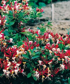 Late Dutch Honeysuckle Vine - Lonicera Live Plant - Fragrant Climber - 2.5" Pot - Image 2