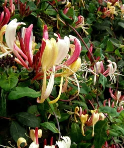 Late Dutch Honeysuckle Vine - Lonicera Live Plant - Fragrant Climber - 2.5