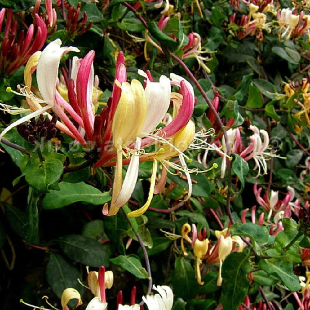 Late Dutch Honeysuckle Vine - Lonicera Live Plant - Fragrant Climber - 2.5" Pot - Image 1