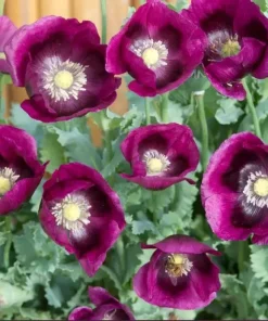 Lauren's Grape Poppy Seeds - Purple Papaver Somniferum - 500 Non-GMO Seeds - Image 2