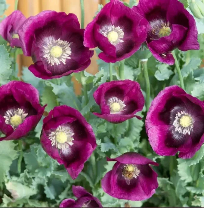 Lauren's Grape Poppy Seeds - Purple Papaver Somniferum - 500 Non-GMO Seeds - Image 2
