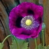 Lauren's Grape Poppy Seeds - Purple Papaver Somniferum - 500 Non-GMO Seeds - Image 1