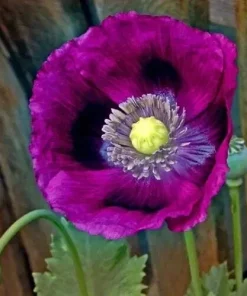 Lauren's Grape Poppy Seeds - Purple Papaver Somniferum - 500 Non-GMO Seeds - Image 1