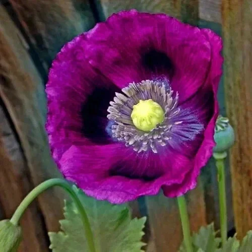 Lauren's Grape Poppy Seeds - Purple Papaver Somniferum - 500 Non-GMO Seeds - Image 1