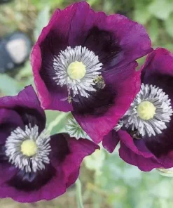 Lauren's Grape Poppy Seeds - Purple Papaver Somniferum - 500 Non-GMO Seeds - Image 3