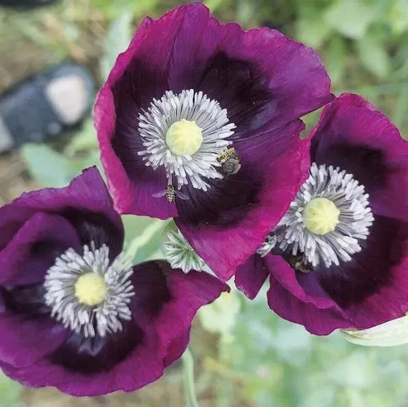 Lauren's Grape Poppy Seeds - Purple Papaver Somniferum - 500 Non-GMO Seeds - Image 3