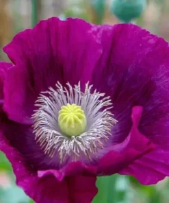 Lauren's Grape Poppy Seeds - Purple Papaver Somniferum - 500 Non-GMO Seeds - Image 4