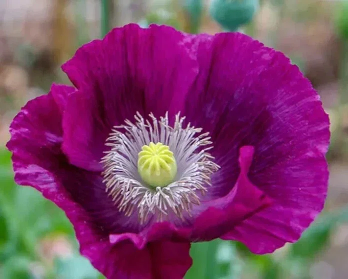Lauren's Grape Poppy Seeds - Purple Papaver Somniferum - 500 Non-GMO Seeds - Image 4