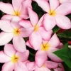 Lavender Splash Plumeria Live Plant - Frangipani Cutting 12-16" - Exotic Fragrant Flowers - Image 1