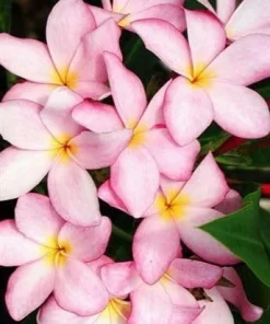 Lavender Splash Plumeria Live Plant - Frangipani Cutting 12-16