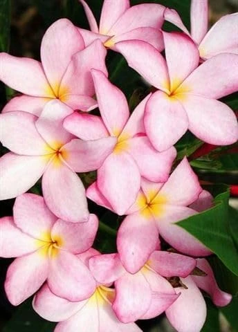 Lavender Splash Plumeria Live Plant - Frangipani Cutting 12-16" - Exotic Fragrant Flowers - Image 1