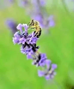 Lavender Vera Seeds - 1200+ Count, Non-GMO Perennial Flower Seeds, Outdoor - Image 2