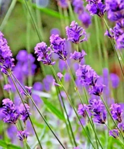 Lavender Vera Seeds - 1200+ Count, Non-GMO Perennial Flower Seeds, Outdoor - Image 3