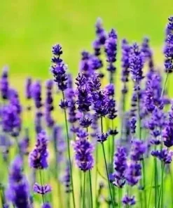 Lavender Vera Seeds - 1200+ Count, Non-GMO Perennial Flower Seeds, Outdoor - Image 4