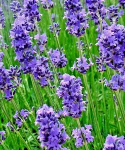Lavender Vera Seeds - 1200+ Count, Non-GMO Perennial Flower Seeds, Outdoor - Image 5