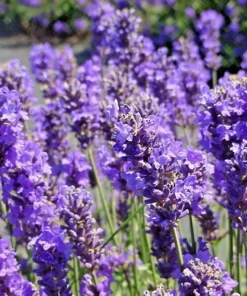 Lavender Vera Seeds - 1200+ Count, Non-GMO Perennial Flower Seeds, Outdoor - Image 6