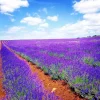 Lavender Vera Seeds - 1200+ Count, Non-GMO Perennial Flower Seeds, Outdoor - Image 1